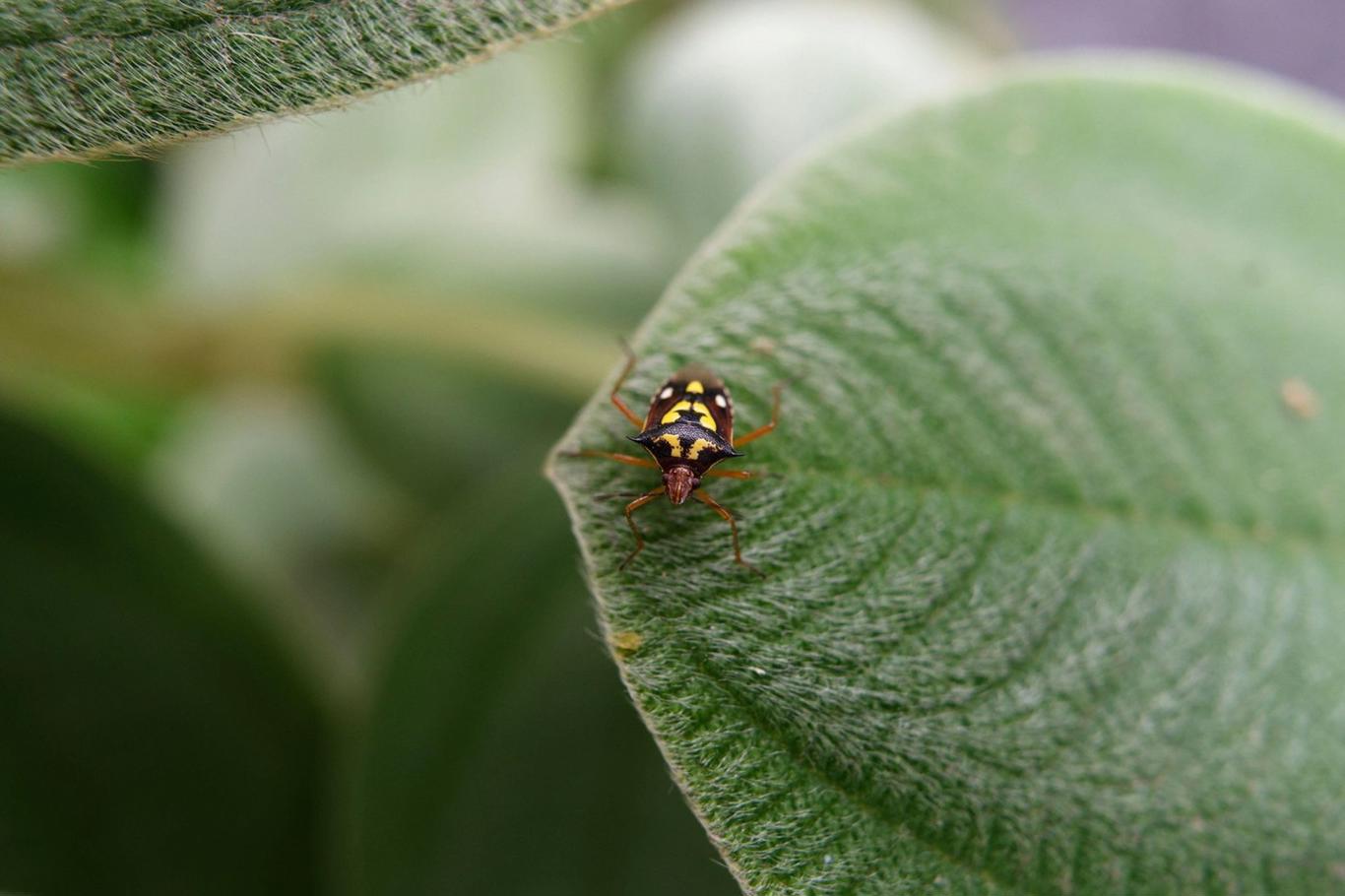 Boli și infecții care pândesc în grădină: Atenție la sol, animale și insecte