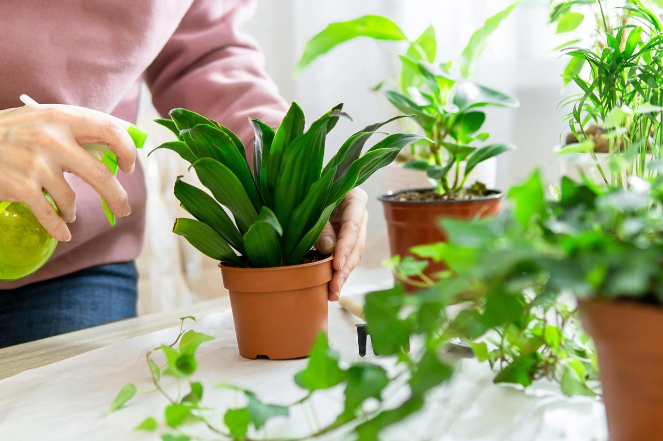 Acestea sunt cele mai bune plante de interior care nu necesită aproape nicio îngrijire