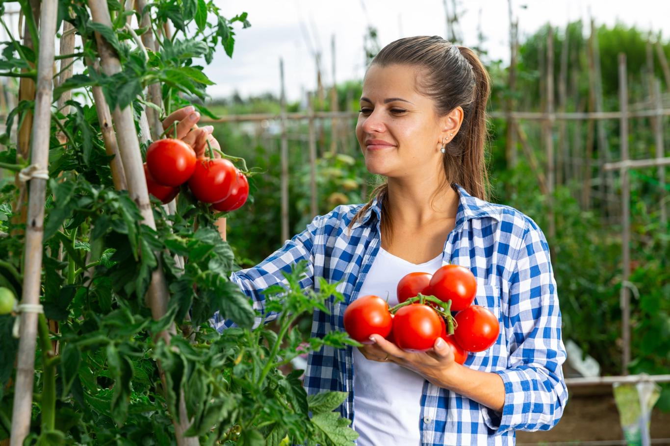 Secretul unei recolte bogate de roșii se află în aceste ingrediente