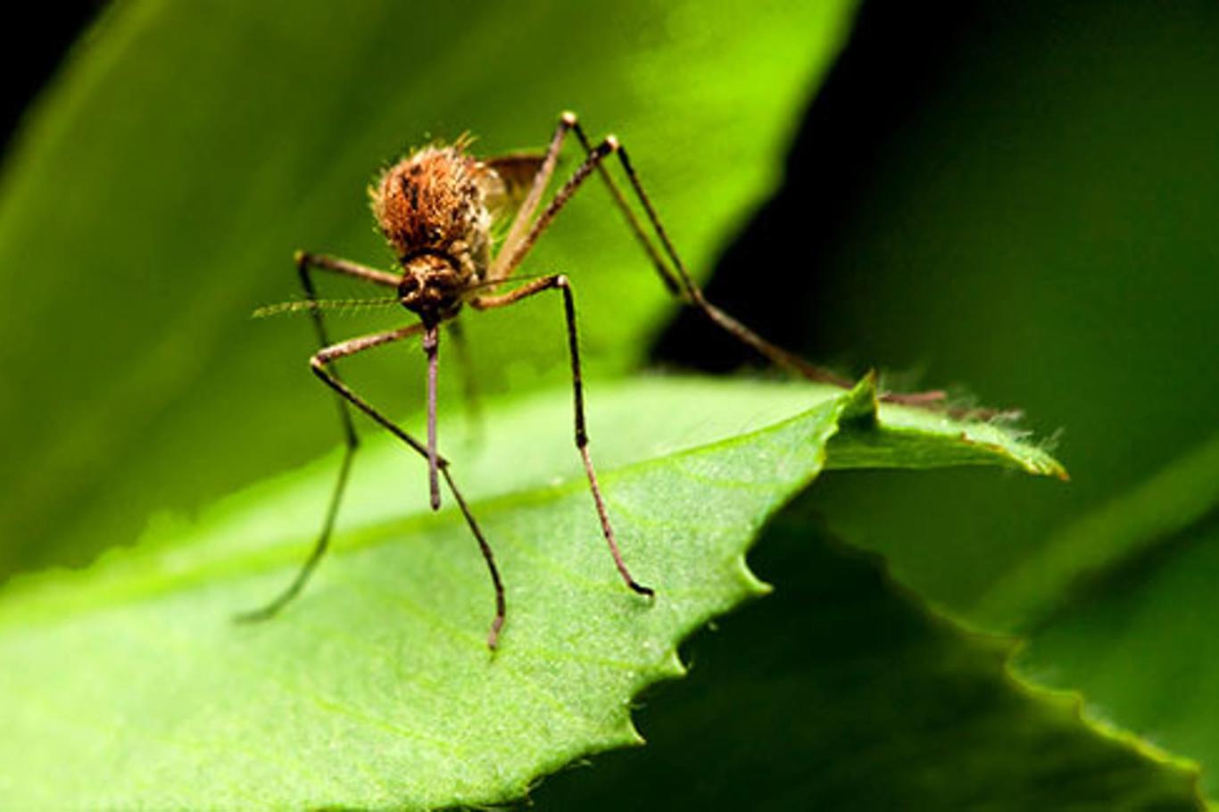 Nu confundați ploșnițele cu țânțarii: aceste insecte îngroșate funcționează la fel ca albinele și bondarii