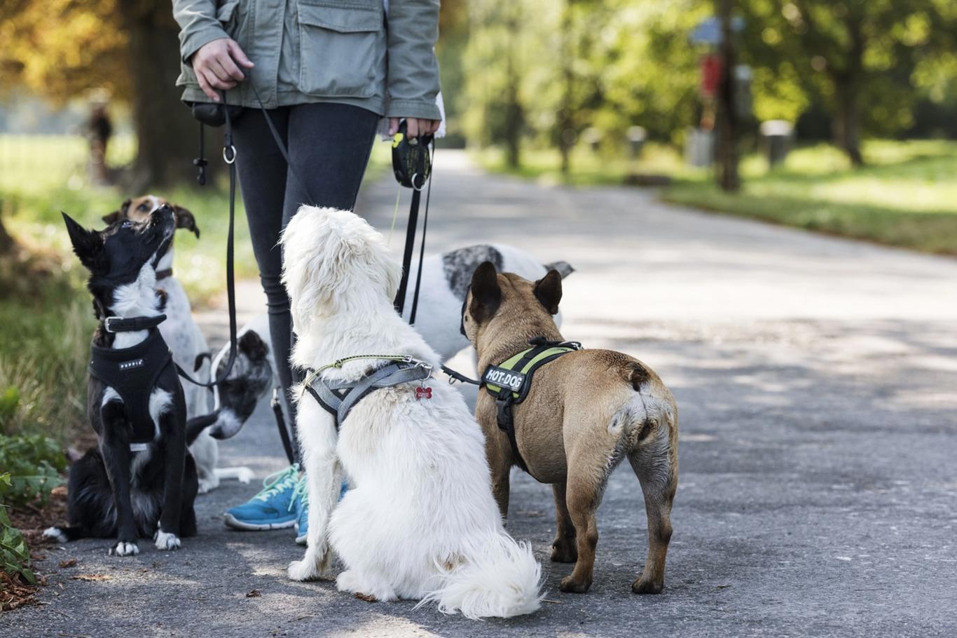 Petsitting: Un nou serviciu pentru câinele dvs. pe care îl veți folosi mai ales vara