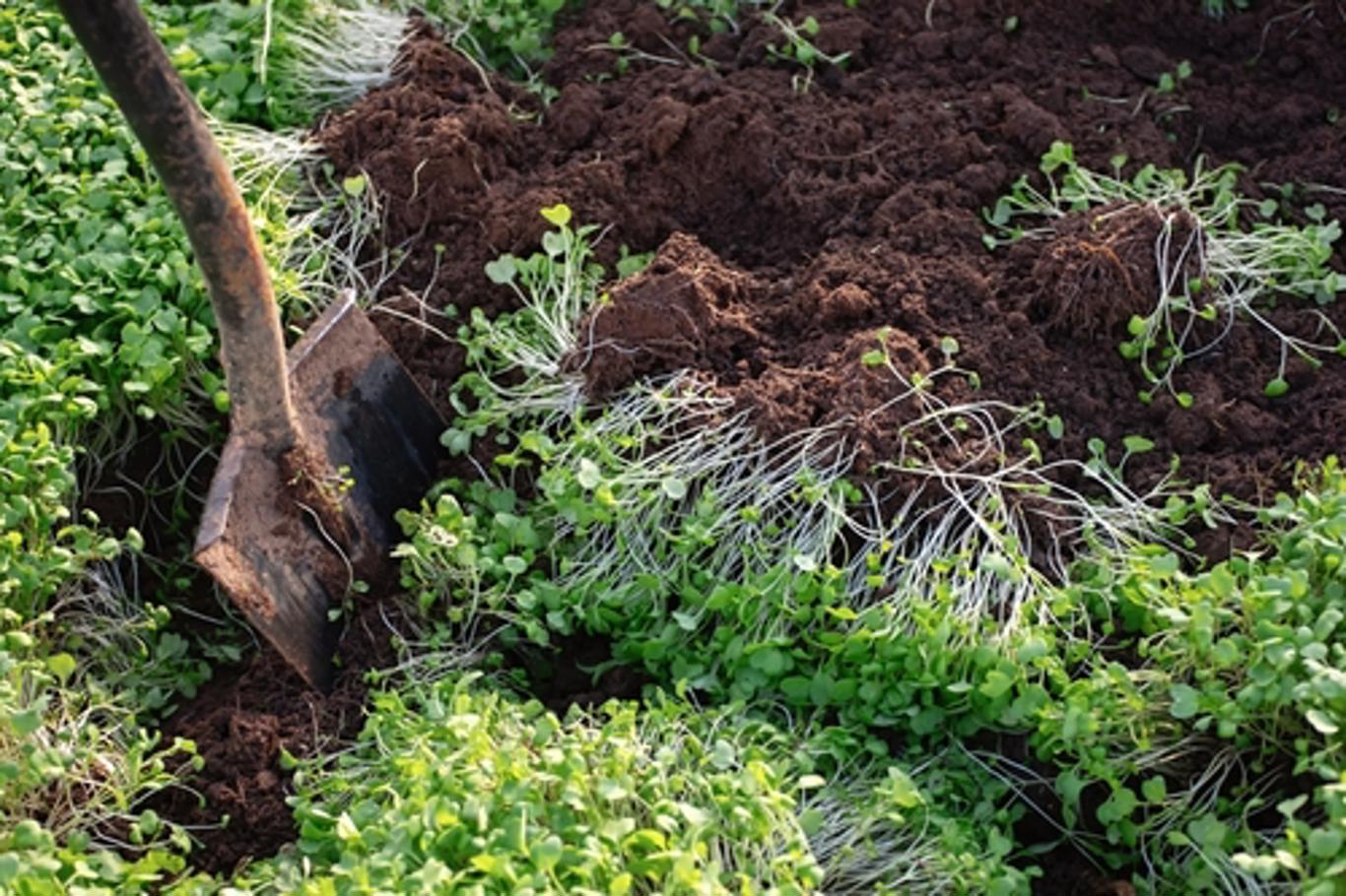 Îngrășământ verde: Cu siguranță trebuie să plantezi aceste plante!