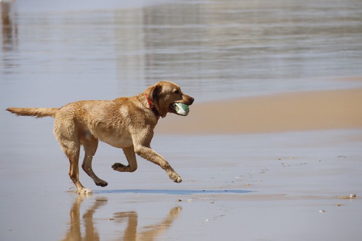 Am creat o jucărie inteligentă pentru animalele de companie GomiBall