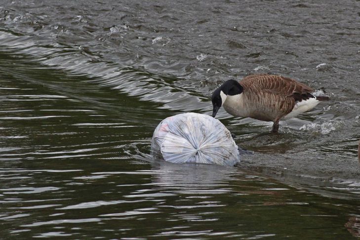 Dispozitiv pentru curățarea râurilor din plastic prezentat