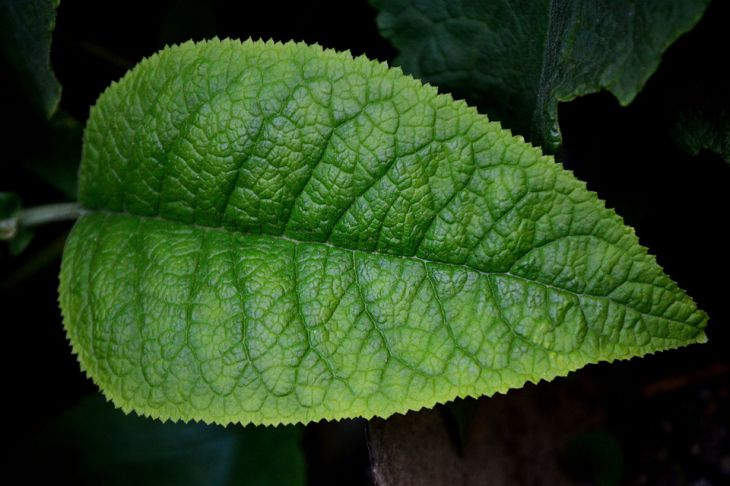 Fotosinteza artificială s-a dovedit a fi mai eficientă decât plantele