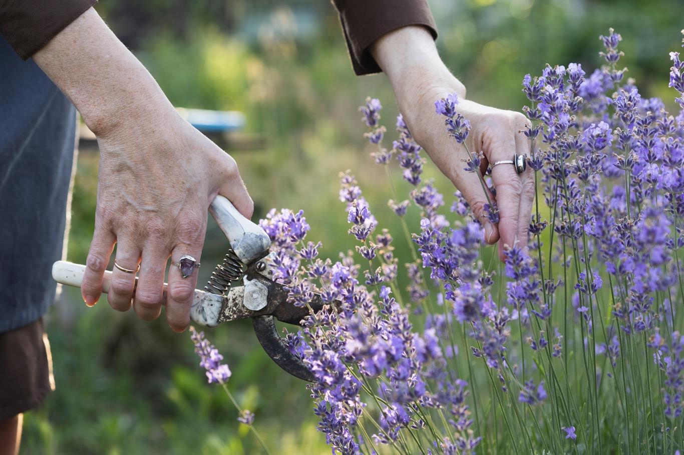 Tăierea proastă de toamnă poate distruge lavanda: este necesar să se creeze o movilă simetrică