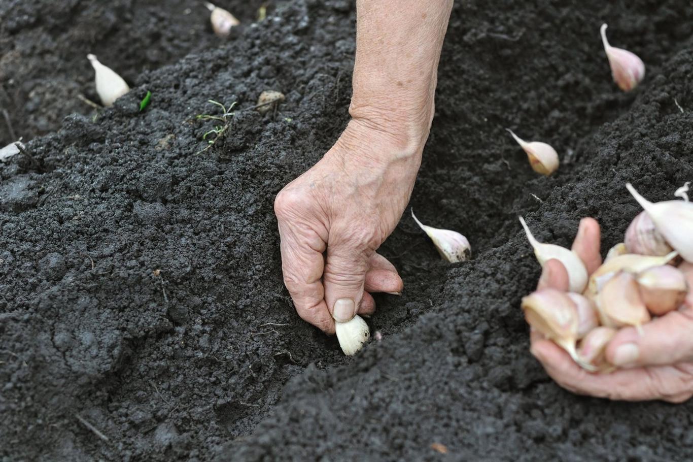 Care ar trebui să fie temperatura când plantăm usturoi de iarnă?