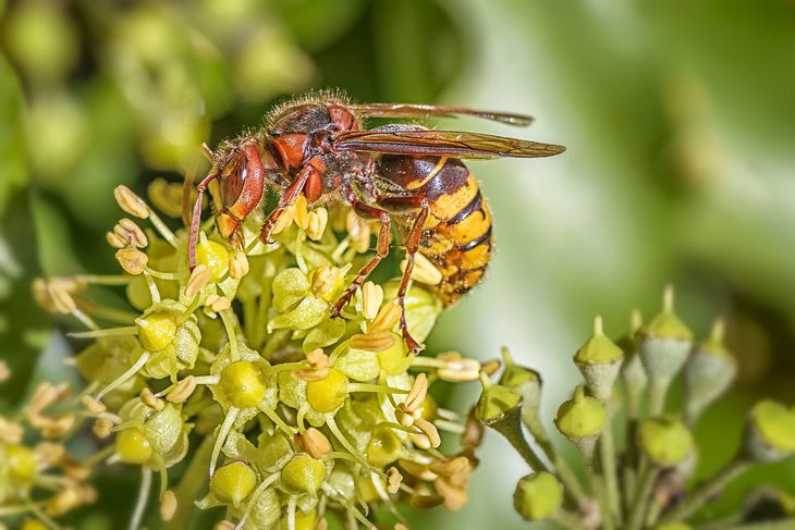 Vispi tropicali ucid un bărbat în Spania