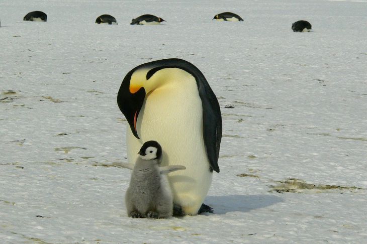 Au început lucrările de extragere a celei mai vechi gheațe antarctice