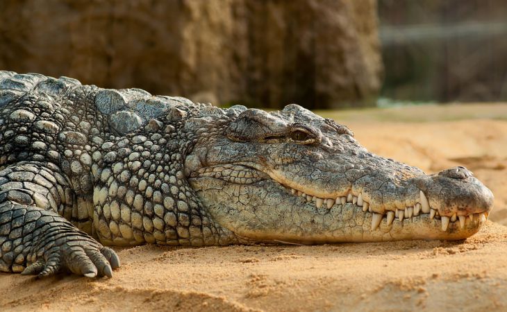 500 de persoane au participat la înmormântarea unui crocodil în India. De ce?