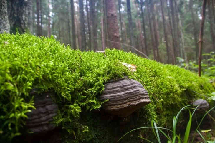 Nu puțin timid. Oamenii în vârstă au făcut o orgie în pădure și au fost reperați