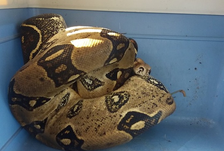 Copiii au găsit un boa constrictor de 1,5 metri pe locul de joacă