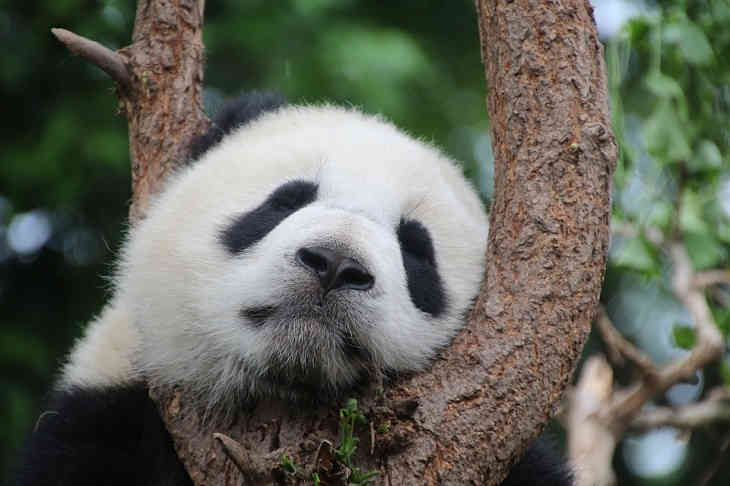 Sistem de recunoaștere a panda creat în China