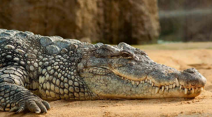 Prietenii l-au scos pe băiat din gura unui crocodil