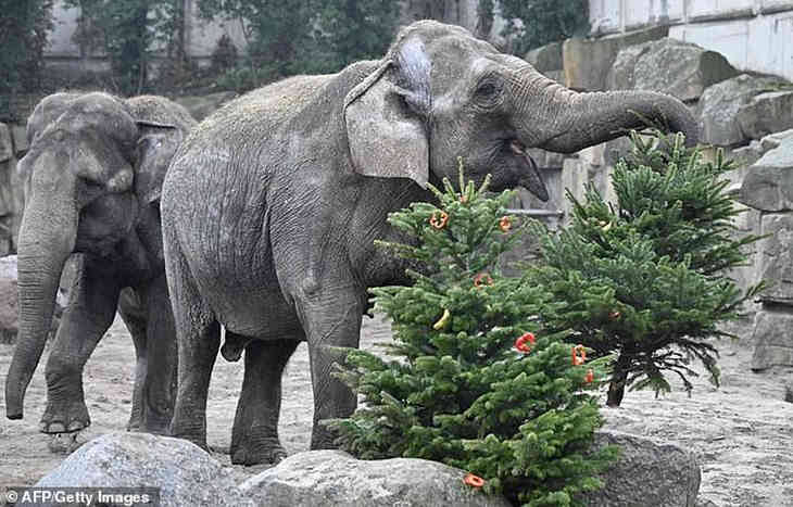 Animalele de la Grădina Zoologică din Berlin au hrănit pomii de Crăciun