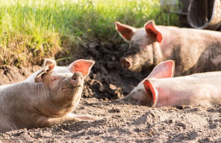 În Rusia, trei porci au venit la supermarket și au băut coniac