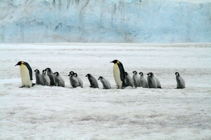 Temperaturi record înregistrate în Antarctica