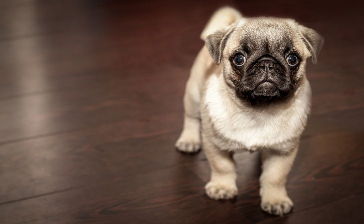 Autoritățile germane au confiscat un pug pentru datorii și l-au vândut pe eBay