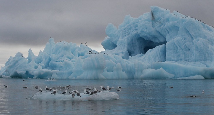 Cercetătorii descoperă plante antice în Arctica