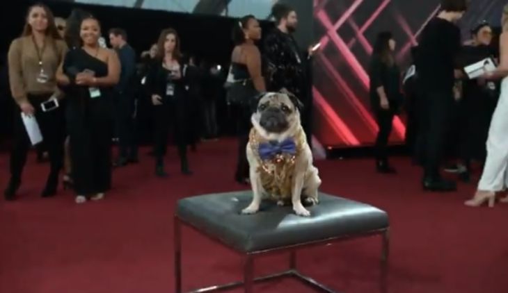 Pug Doug a devenit „băiatul bun” al anului 2019. Uite cum arată